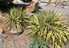 Golden Sword Yucca